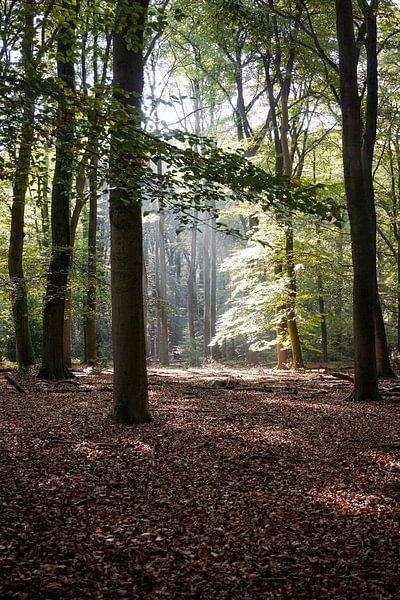 Nature walk by Patricia De Koning