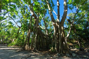 USA, Florida, Ancient roots of banyan tree by adventure-photos