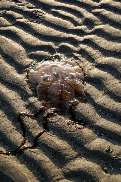 'Masquerade' by Tanja Otten Fotografie