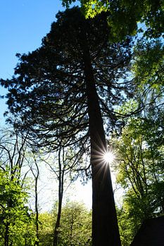 Riesenmammutbaum und Sunburst - Naturpark Schönbuch Deutschland