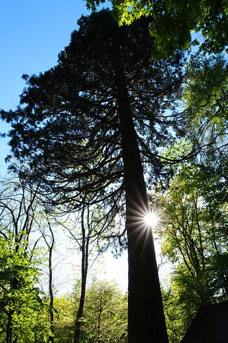 Riesenmammutbaum und Sunburst - Naturpark Schönbuch Deutschland