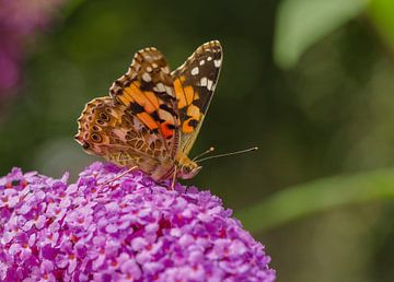 Vlinder van Ans Bastiaanssen