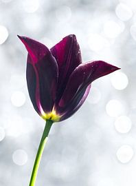 bloem by Gert Slagmolen