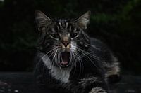 De brullende kat 