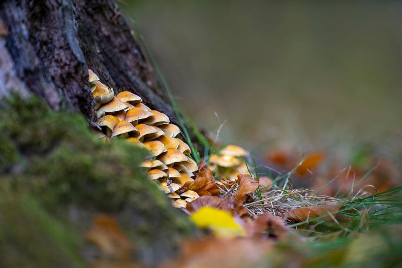 Mushrooms growing on a mossy tree trunk in a deciduous forest in autumn by Mario Plechaty Photography