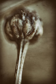 Extreme closeup flower autumn