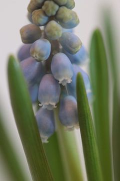 Grape Hyacinth by Augenblicke im Bild