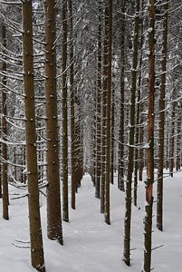 Forêt d'hiver