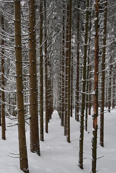 Forêt d'hiver par Bo Valentino