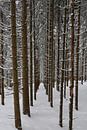Forêt d'hiver par Bo Valentino Aperçu