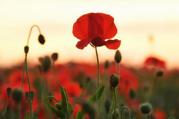 Mohnblumen