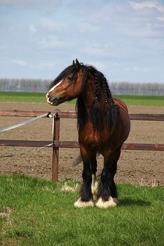 Tinker-Hengst auf der Wiese
