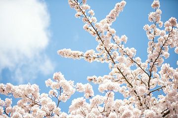 Blühende Zweige im Frühling von Maria-Maaike Dijkstra