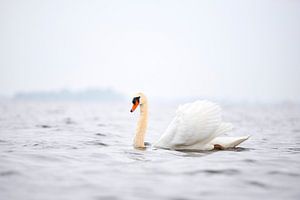 Magnifique cygne blanc flottant sur un Wolderwijd brumeux
