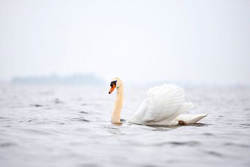 Prachtige witte zwaan dobbert op een mistig  Wolderwijd van Jenco van Zalk