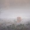 Schotse Hooglander in de mist van Koen Boelrijk Photography