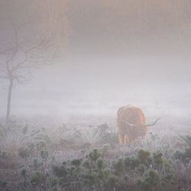 Schottischer Highlander im Nebel von Koen Boelrijk Photography