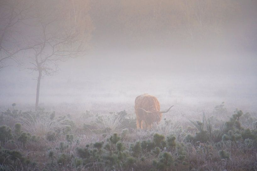 Schotse Hooglander in de mist van Koen Boelrijk Photography