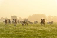 Koeien in een wei tijdens een mistige zonsopgang van Sjoerd van der Wal Fotografie thumbnail