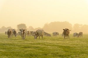 Koeien in een wei tijdens een mistige zonsopgang van Sjoerd van der Wal Fotografie