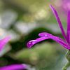 ash flower van Tilo Grellmann | Photography