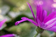 Senetti Pericallis van Tilo Grellmann thumbnail