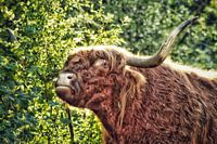 Schotse Hooglander in de avondzon