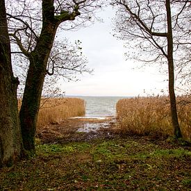 The Baltic Sea hidden behind the reeds by Julian Buijzen
