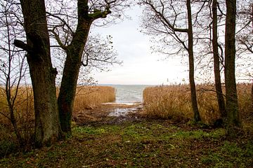 Die Ostsee versteckt sich hinter dem Schilf von Julian Buijzen