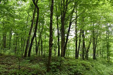 A deciduous forest in summer by Claude Laprise