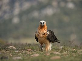 Lammergier by Erik van Velden