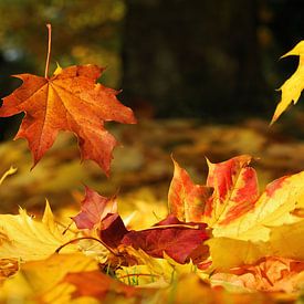 Herfstkleuren en herfstbladeren van Photography Limburg