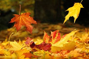 Herfstkleuren en herfstbladeren van Photography Limburg