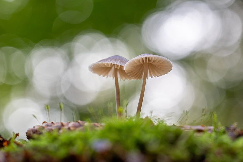 Autumn time with beautiful mushrooms by Erik Veltink fotografie