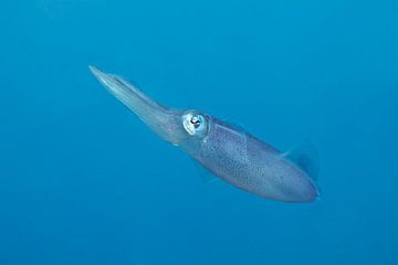 Caribbean reef squid. by Vanessa D.