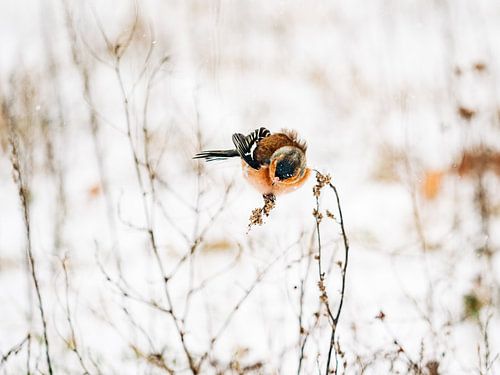 Fink auf Ast im Schnee