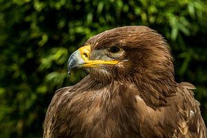 Bird of prey