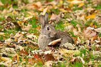 Een konijn in het gras tussen de herfstbladeren