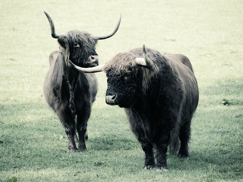 Highland cattle on a green meadow by Andreas Berheide Photography