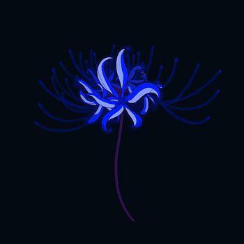 Blue Spider Lily