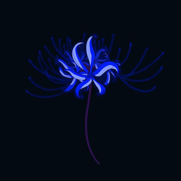 Blue Spider Lily by Hanana