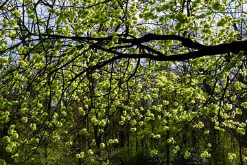 Natuurfoto Iep Bloeiend van Martijn Jebbink Fotografie