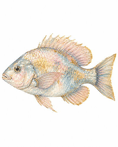Poisson pastel sur CanvasbyCaro