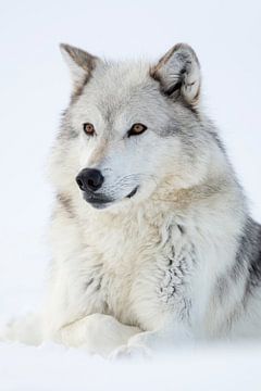 Gray Wolf  * Canis lupus * in winter, resting in snow van wunderbare Erde