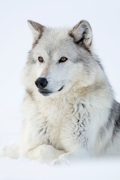 ein Wolf... Timberwolf * Canis lupus lycaon * im Schnee von 
