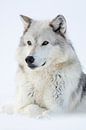 een wolf... Timberwolf * Canis lupus lycaon * in de sneeuw van wunderbare Erde thumbnail