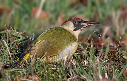 Groene specht op mierenjacht