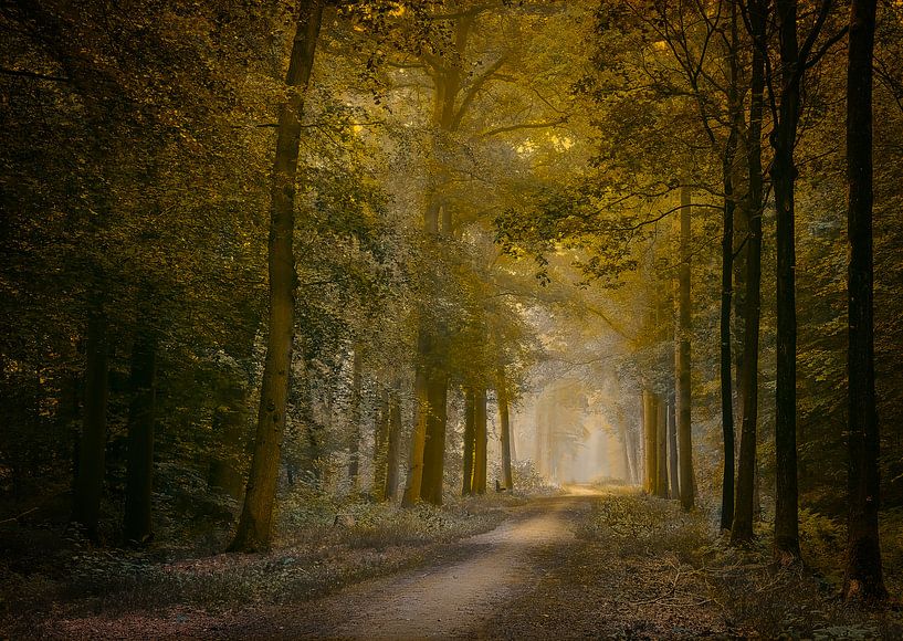 The first light of the day van Jos Erkamp