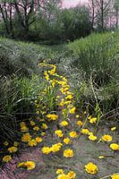"Hauer's meadow" - nature-art installation by Matthias Würfel