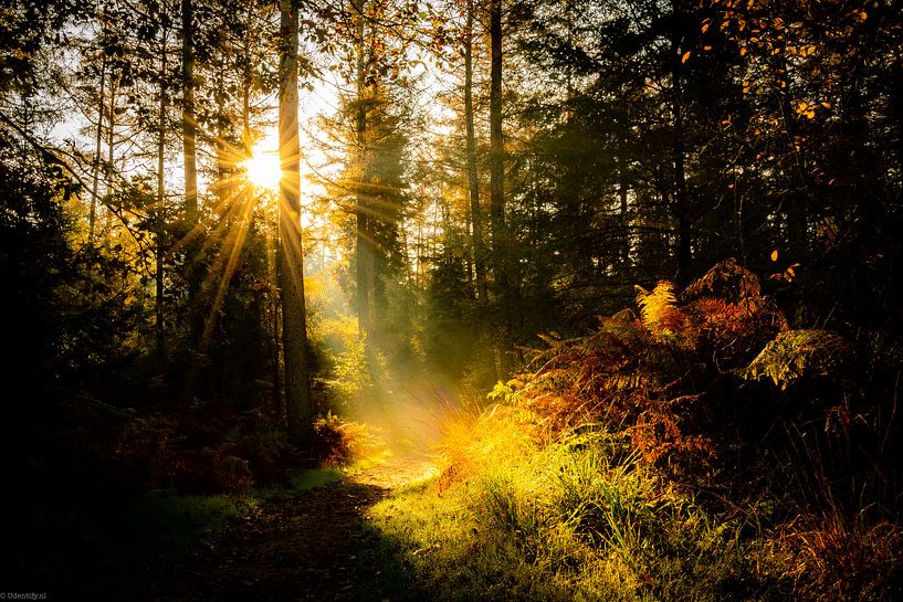 Fairytale morning by Arjen Uijttenboogaart